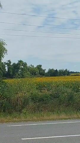 This is a landscape video. The camera is moving forward, showing a field of sunflowers. There are trees in the background and a road in the foreground. The sky is cloudy.