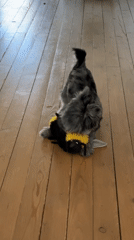 Dog plays with stuffed toy in Chaikovsky, Russia