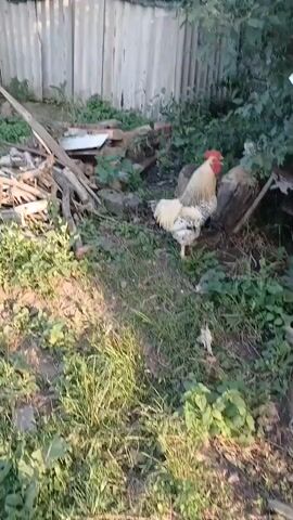 A rooster with white and black feathers walks across a grassy yard. It walks past a wooden fence and a pile of wood. The rooster is in focus and the background is blurred.