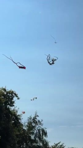 A group of kites are flying in the sky. In the foreground, on the left, is a red kite with a long, flowing tail. To its right and slightly higher is a large, dark kite that resembles a sea creature with many tentacles. Below these two kites and further to the right, a smaller white and yellow kite is visible. In the lower left portion of the frame, partially obscured by trees, are two more kites, one red and one that appears to be white or light colored. The sky is a clear, light blue with a few faint white clouds. The trees in the foreground are lush and green, with some branches reaching into the frame. The overall scene is peaceful and serene, suggesting a pleasant day for kite flying.