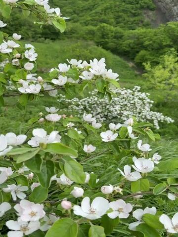 The video shows a close-up of a blooming quince tree with white flowers and green leaves. In the background, there's a hillside covered in green vegetation and another bush with white flowers. The camera remains still, capturing the gentle movement of the branches in what appears to be a natural outdoor setting.