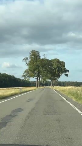 A POV video shows a car driving down a rural road lined with trees. The road is paved and in moderate condition with some visible patches and cracks. On either side of the road are fields of dry grass and foliage. The sky is partly cloudy with some patches of blue visible. The trees lining the road are tall and leafy, creating a tunnel-like effect as the car progresses. The car appears to be moving at a moderate speed.