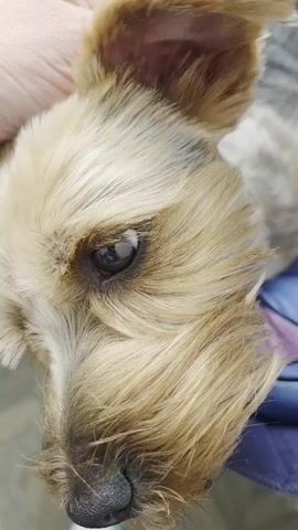 A close-up, eye-level shot captures a person's hand gently petting the head of a small, light brown dog. The dog's face is the primary focus, with its eyes and nose clearly visible. The dog is resting on a dark blue cushion or bed, which has a white and light blue pattern. The background is blurred, but appears to be a room with neutral-colored walls or flooring. The overall impression is one of tenderness and comfort.