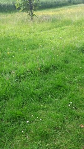This media file depicts a lush, green grassy field with a gentle slope, characteristic of the Irish landscape in Castlebar. The scene is dominated by varying shades of green grass, dotted with small white daisies and yellow wildflowers, suggesting a spring or summer day. On the left side of the frame, a bare-branched tree with some green leaves stands out against the softer greens and yellows of the distant meadow. The meadow itself appears to be a mixture of grasses and wildflowers, with the colors transitioning from a vibrant green closer to the foreground to a softer, more muted yellow-green further back. In the far distance, a line of trees forms a dark green border, hinting at a wooded area or a hillside. The overall impression is one of a tranquil, natural setting, likely in the countryside. The lighting suggests it is daytime, with bright sunlight illuminating the grass and flowers, creating a cheerful and serene atmosphere. There is no visible text within the frame.