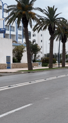Cyclists ride palm-lined streets in M'Diq Morocco morning