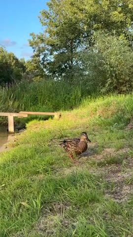 A mallard duck walks on a grassy bank towards a wooden structure over a body of water. The duck enters the water and swims. The scene is outdoors with trees and vegetation in the background under a blue sky with some clouds.