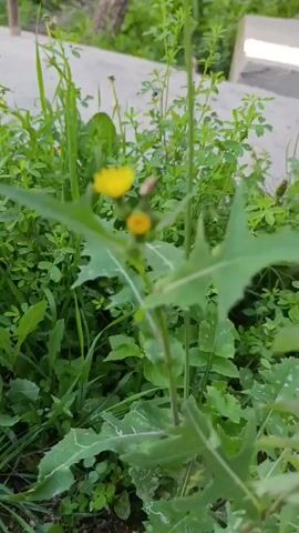 The video captures a close-up view of a patch of green vegetation, with a focus on a stem bearing two small yellow flowers, likely dandelions, and some jagged green leaves. The foreground is dominated by these plants, with a blurred background of more greenery, suggesting an outdoor setting. A hint of a concrete path or structure is visible in the upper right portion of the frame. The lighting suggests it's daytime, possibly morning or afternoon, with no clear indications of weather. The overall impression is of a natural, perhaps slightly overgrown, area. No people or discernible objects other than the plants are present. The location context of Кызыл-Булак, Kyrgyzstan, places this scene in a rural or semi-rural environment. There is no visible text in the video.