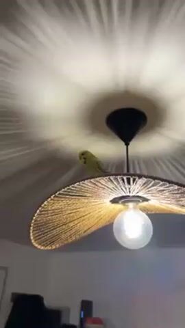 A low-angle shot shows a light green budgerigar perched on a lampshade. The lampshade is made of tan woven material. A lightbulb in the lampshade casts rays across the ceiling. The bird looks around. It suddenly flies directly upward out of the frame.