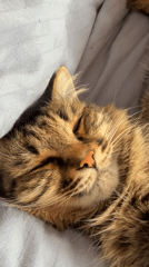 Tabby cat sleeps peacefully on bedding in Ust-Ilimsk