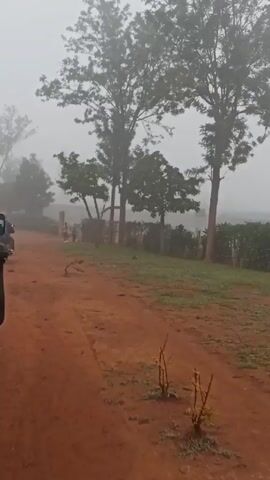 The video depicts a dirt road on a foggy day. Several tall trees line the road, their leaves obscured by the dense fog. In the distance, two children are seen walking along the road, their figures partially visible through the mist. The camera appears to be positioned within a vehicle, as part of its frame is visible on the left side of the shot. The overall atmosphere is quiet and still, dominated by the heavy fog.