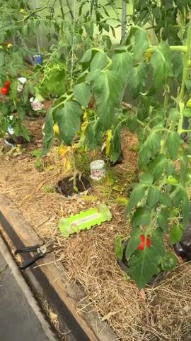 The video pans across a greenhouse filled with tomato plants. The plants are of various sizes and stages of growth, with some bearing green and red tomatoes. The ground is covered with mulch, and a thermometer is visible in the foreground, displaying a green reading. Gardening shears are also present on the ground. Several small white cups or containers are scattered around the base of the tomato plants. The overall impression is one of a thriving garden in a controlled environment.