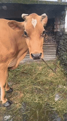 Tethered cow and local greenery in Haini, India