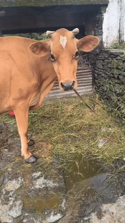 Tethered cow and local greenery in Haini, India