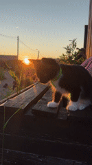 Pets and a child at ease during a Kempelevo summer sunset.