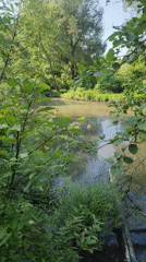Morning tranquility captured at Moscow pond with painter and wildlife