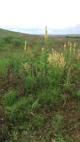 The video shows a field of wildflowers, primarily tall stalks with yellow blossoms. The flowers are a mix of vibrant yellow and pale yellow. The foreground is dominated by lush green grass and some brown, dried vegetation. The background features a rolling, green hill under a cloudy sky. The camera pans slowly across the scene, allowing the viewer to take in the expanse of the field and the blooming flowers. The overall impression is one of a natural, untouched landscape.
