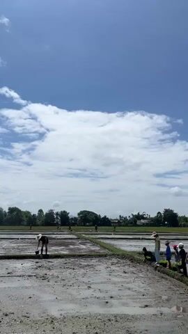 A wide shot captures a rural scene with rice paddies under a bright, blue sky dotted with white clouds. In the foreground, a muddy path separates a group of people from the waterlogged fields. On the path, several individuals, including children, observe activities in the paddies. One person, possibly an adult, stands apart, wearing a light-colored hat. A child in a white top and shorts is also visible. To the left, in the distance, a lone figure, bent over, works in one of the paddies. The rice paddies themselves are segmented by narrow dirt borders, with water reflecting the sky. Trees and foliage form a green backdrop to the fields, and hints of buildings can be seen in the distance. The overall impression is one of agricultural work taking place on a sunny day.
