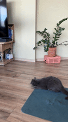 Morning domestic moments with cat captured in Tbilisi apartment