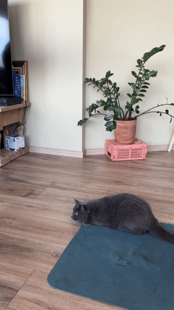 Morning domestic moments with cat captured in Tbilisi apartment