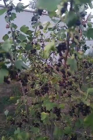 A close-up shot focuses on a densely laden black currant bush. The plant is filled with numerous clusters of ripe, dark purple-black berries, interspersed with green leaves. Some branches are visible reaching towards the top of the frame, while the ground below is covered in dry grass and straw. The background is blurred, showing a pale, flat surface, possibly a wall or a structure, and hints of other greenery. The camera is slightly tilted, creating a dynamic perspective of the abundant fruit. The overall impression is one of a fruitful harvest in an outdoor setting.
