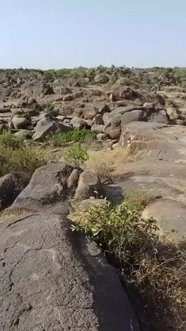 The camera pans across a landscape dominated by large, rounded rocks and boulders. The rocks are mostly gray and brown, with some patches of dried grass and sparse vegetation growing between them. The sky is light blue and clear. The scene suggests a rocky, arid or semi-arid environment with a limited amount of plant life. The camera movement provides a slow, panoramic view of the rocky terrain.