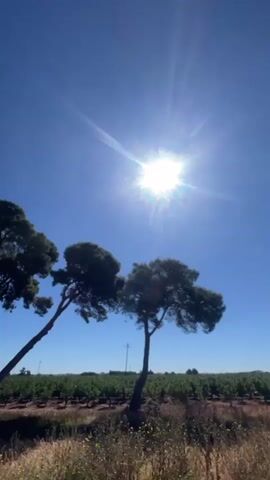 The video shows a landscape with pine trees under a bright blue sky. The sun is shining intensely, creating a starburst effect. Behind the trees is a field or plantation of some kind. The camera pans slightly to the left, revealing more trees and a gravel driveway. A small bush is also visible. A black and brown dog trots into the frame and stops in the middle of the driveway, looking directly at the camera. In the background, a white building can be seen with some potted plants on a patio. In the distance, there are mountains. The scene is bright and sunny.