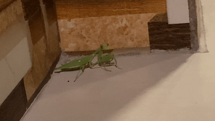 Praying Mantises Spotted Indoors Across Southern Bali Locations