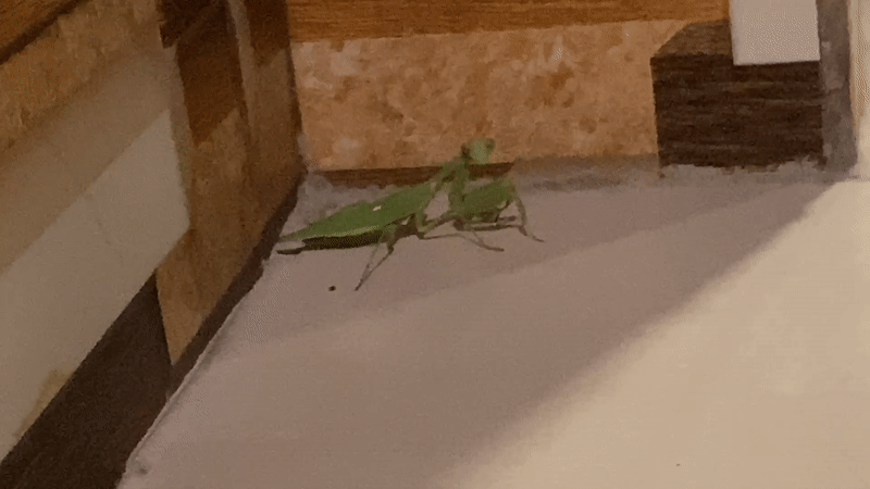 Praying Mantises Spotted Indoors Across Southern Bali Locations