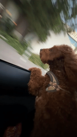 Cruising Sofia with a poodle riding shotgun