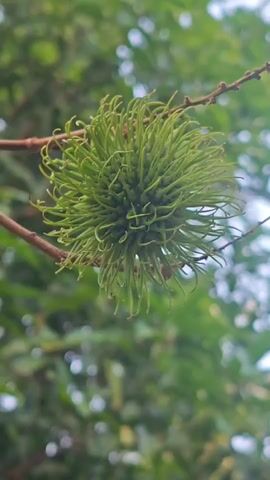 A close-up shot focuses on a single, green, spiky fruit hanging from a branch. The fruit is roughly spherical, covered in numerous thin, hair-like protrusions that radiate outwards. The branch it hangs on is thin and brown, with smaller twigs extending from it. The background is blurred, showing a dense canopy of green leaves and branches, suggesting an outdoor, natural environment, likely a tree. The lighting is soft, hinting at an overcast day or shade. No people or other living creatures are visible. The video captures a static image of the fruit.