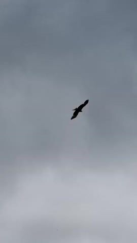 A bird is captured in silhouette against a cloudy sky. The bird is seen in flight, with its wings outstretched, and appears to be soaring or gliding. The background is filled with a uniform, overcast sky, indicating potentially cloudy or stormy weather. The bird is the sole subject of the video, with no other discernible objects or individuals present. The lighting is diffused due to the cloud cover, resulting in the bird appearing as a dark silhouette against the lighter sky. The camera perspective is from below, looking up at the bird.