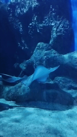 Stingrays and a spotted shark at an aquarium