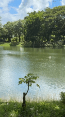 Peaceful lakeside moments captured at unidentified urban park