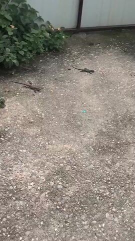 The video shows a paved area with some green bushes and plants. There are two lizards visible on the ground. One lizard is closer to the foreground, and the other is further away in the background. The ground is made of concrete with small pebbles embedded in it. There are also a few small blue and orange objects scattered on the ground, which appear to be pieces of litter.