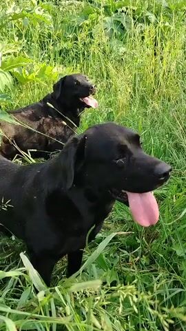 Two black Labrador dogs are in a grassy field. The dog in the foreground is closer to the camera and is panting with its tongue out. The dog in the background is further away and is also panting with its tongue out. The grass is tall and green. The sun appears to be shining.