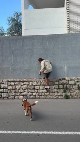 A man with long hair tied back in a low bun walks atop a low stone wall. He is wearing a long-sleeved shirt, shorts, and black sneakers with white socks. He is holding a camera in his right hand and a dog leash in his left. The dog is small and brown and white. The man loses his balance and jumps off the wall. He stumbles but regains his footing, holding the camera and dog leash. The location appears to be a road next to a wall and building, with the sky visible above.