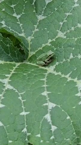 A small green frog is perched on a large green leaf. The leaf has a prominent vein structure with lighter green or white markings along the veins. The frog is positioned in the center-right of the frame, looking towards the left. The background is out of focus, but appears to be more green foliage.