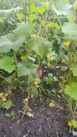 This media file shows a close-up view of cucumber plants growing in a garden. The plants have large, green leaves, some of which are wet, suggesting recent rain or watering. Small, yellow cucumber flowers are visible, and some appear to be developing into small cucumbers. The plants are supported by stakes, indicating they are being trellised. The ground beneath the plants is dark soil, with some dried leaves and debris. The overall impression is of a thriving garden environment. The lighting suggests it is daytime, possibly overcast or early morning due to the soft light and lack of harsh shadows. The location context places this scene in Marghedar, Tajikistan. No people or text are visible in the media file.