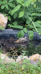 Backyard morning in Udelnaya: robin bath, breakfast, and garden calm