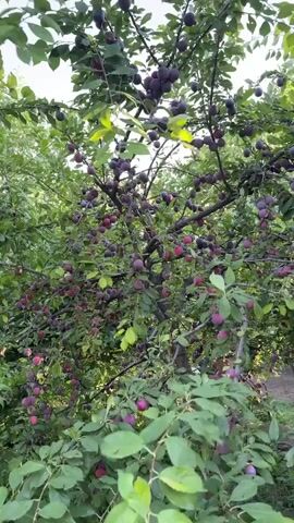 A plum tree is heavily laden with ripe purple plums. The branches are thick with green leaves and the fruit is visible in clusters throughout the tree. The camera pans slightly up and to the right.