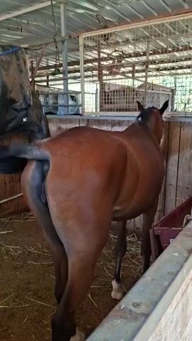 A brown horse stands in a stable, facing away from the camera initially, then turns to face the camera. The horse has a black mane and tail, and white markings on its legs. The stable appears to be made of wood and metal, with hay on the ground. A black tarp hangs from the ceiling on the left side of the frame. There is a metal fence in the background.