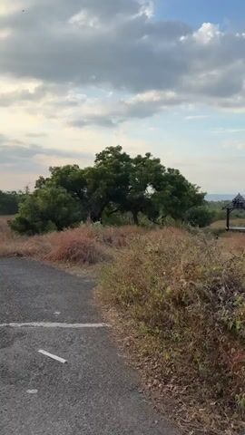 The video shows a paved path winding through a grassy, overgrown area with scattered trees. The sky is partly cloudy, with the sun visible between the clouds, suggesting either sunrise or sunset. The ground is covered in dry grass and some green vegetation. The path appears to be in a rural or natural setting. There are no people or animals visible in the video. The camera is moving forward along the path.