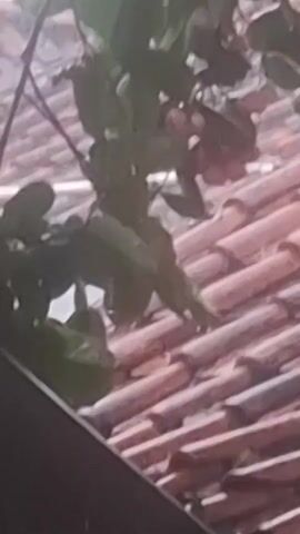 The video shows a close-up view of a tiled roof with a tree branch overhead. It is raining, with visible raindrops falling on the roof and leaves. The camera pans slightly to reveal more of the roof and the tree trunk on the right side. In the background, a portion of a building with a dark, possibly blue, opening is visible. The overall scene depicts a rainy day from a low-angle perspective, focusing on the natural elements and the roof of a structure.