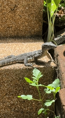 Monitor lizard and tropical scenery documented on Ko Samui