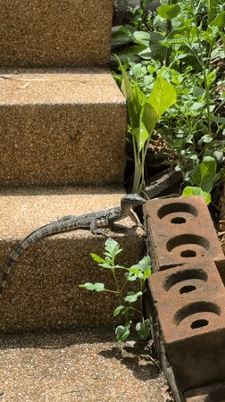 Monitor lizard and tropical scenery documented on Ko Samui