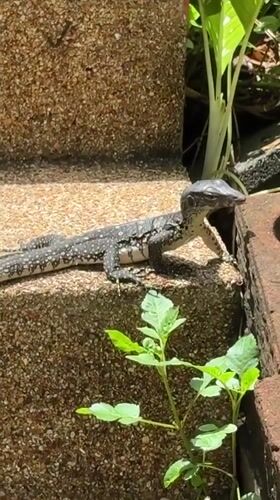 Monitor lizard and tropical scenery documented on Ko Samui