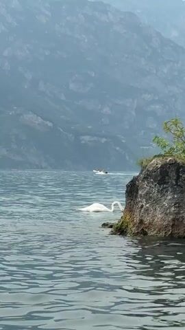 A serene lake scene unfolds with a majestic white swan gracefully gliding through the gentle ripples of the water. The swan is positioned in the foreground, close to a large, moss-covered rock formation that juts out from the water's edge. Its elegant neck is curved, and it appears to be either drinking or grooming itself.

In the background, a sleek, white motorboat navigates the lake, carrying a few individuals. The boat leaves a visible wake as it moves across the water. Beyond the lake, a dramatic mountain range rises, its slopes covered in lush greenery and dotted with hints of habitation, suggesting a remote and scenic location. The mountains create a majestic backdrop, their peaks softened by a light, hazy atmosphere, indicative of a warm and possibly humid day.

The overall mood of the scene is tranquil and picturesque. The soft lighting suggests it is daytime, likely late morning or early afternoon. The presence of the swan and the boat, alongside the natural beauty of the lake and mountains, evokes a sense of peaceful exploration and appreciation for nature. The location is identified as Malcesine, Italy, a town known for its stunning views of Lake Garda, which aligns perfectly with the visual elements presented in the media. There is no visible text in the frame.