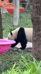 Panda draws crowds eating bamboo on platform at Chongqing Zoo