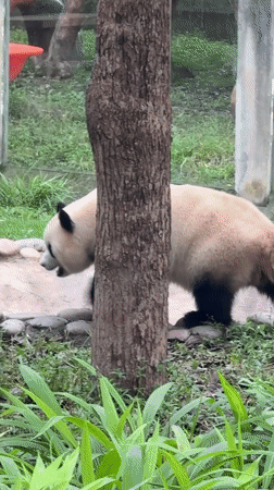 Panda draws crowds eating bamboo on platform at Chongqing Zoo