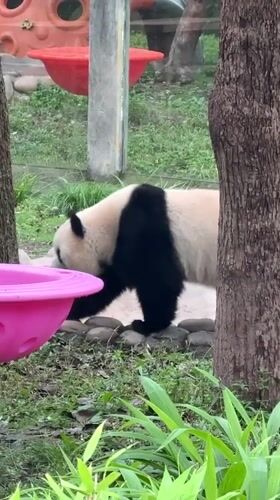 Panda draws crowds eating bamboo on platform at Chongqing Zoo